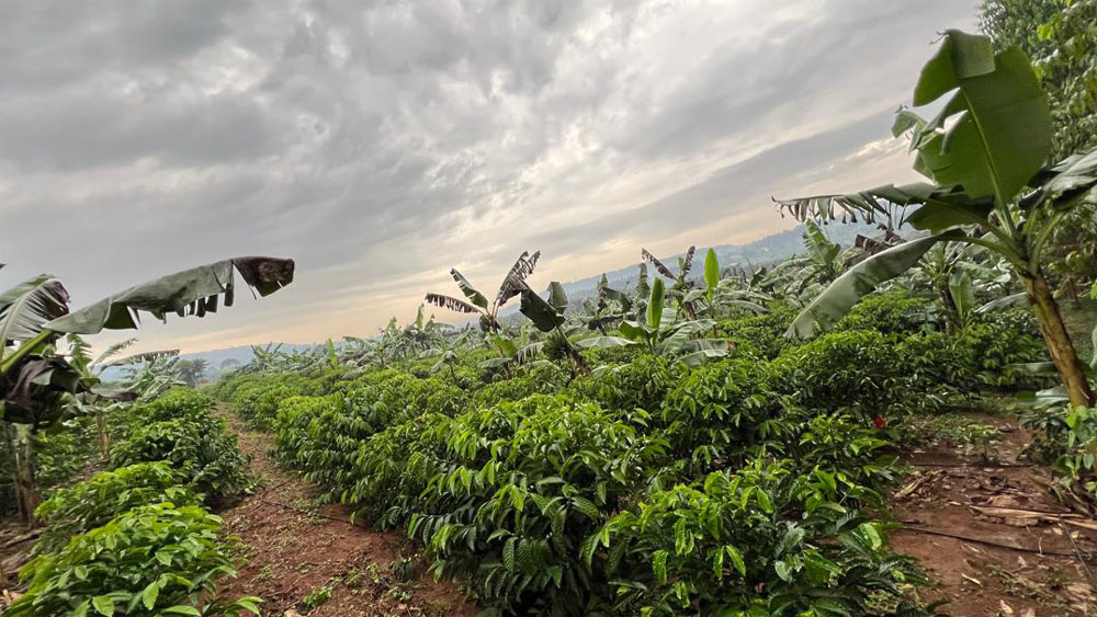 Preparation of Seedlings